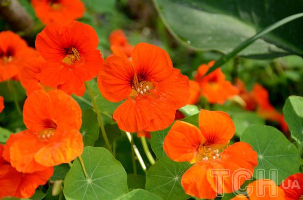 Настурції / © Credits
