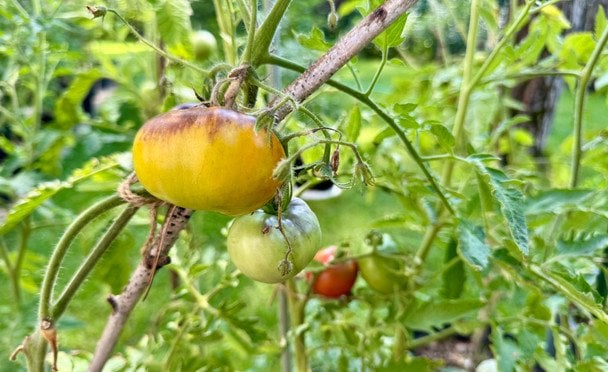 Помідори / © ТСН