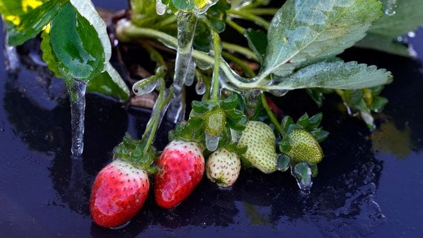 Полуниця / © Associated Press