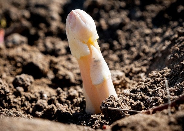 Спаржа / © Associated Press