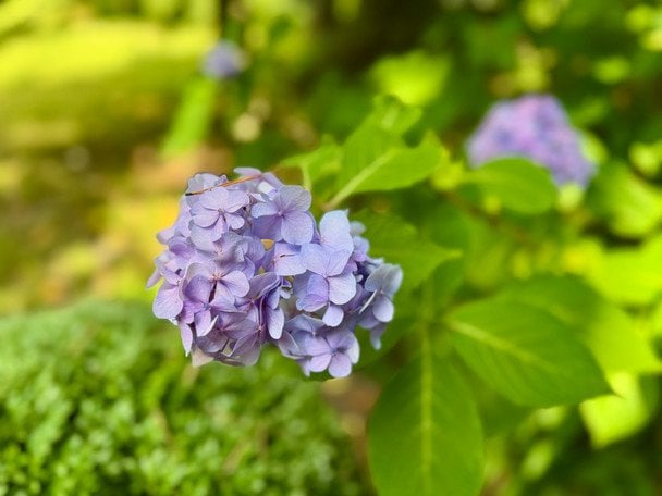 Гортензія / © ТСН