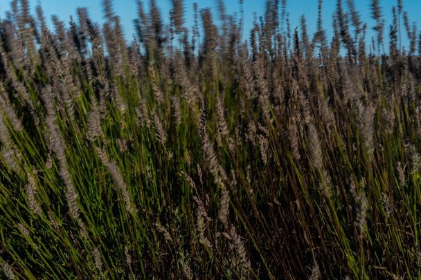 Лаванда / © Associated Press