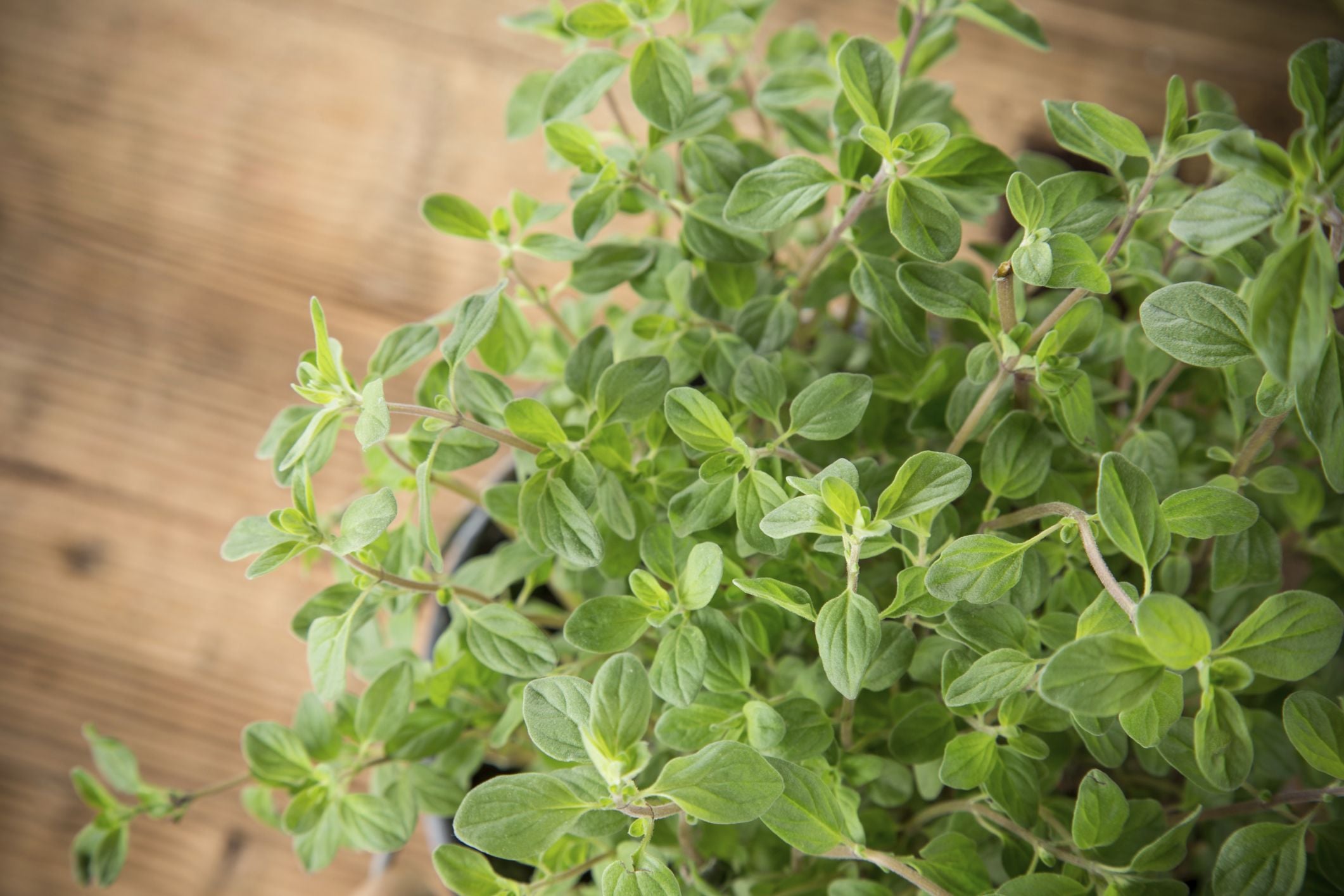 Орегано / © Credits