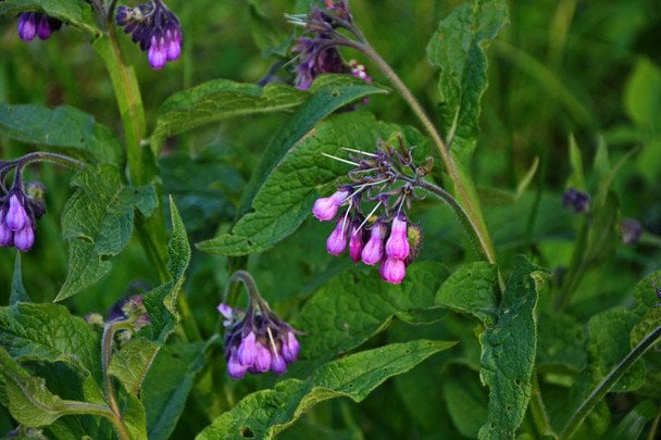 Живокіст лікарський / © www.credits