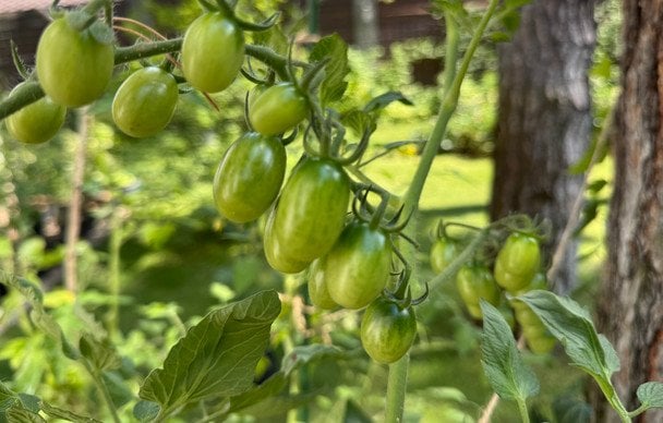 Помідори / © ТСН