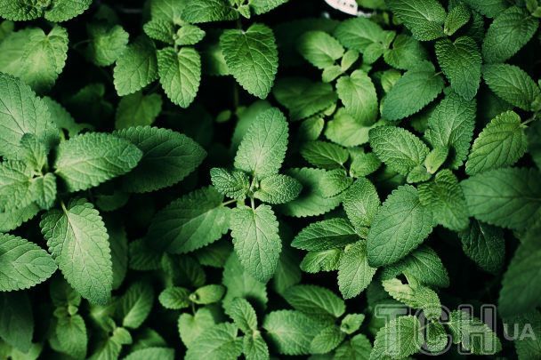 Мʼята / © Credits