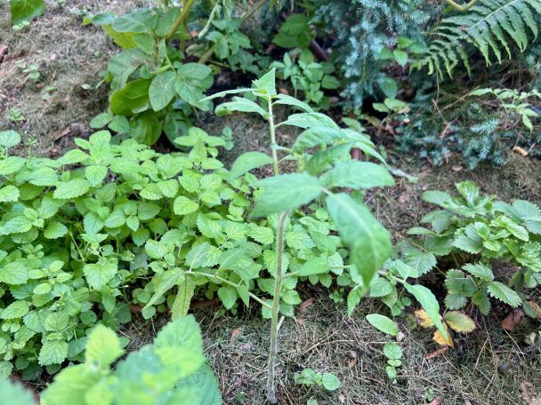 Томат та меліса