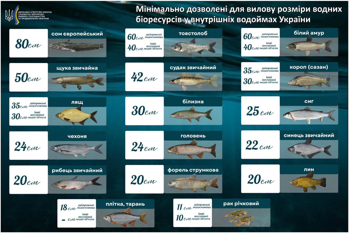 Розмір малий, а штраф великий. Яку рибу ловити в Україні насправді заборонено
