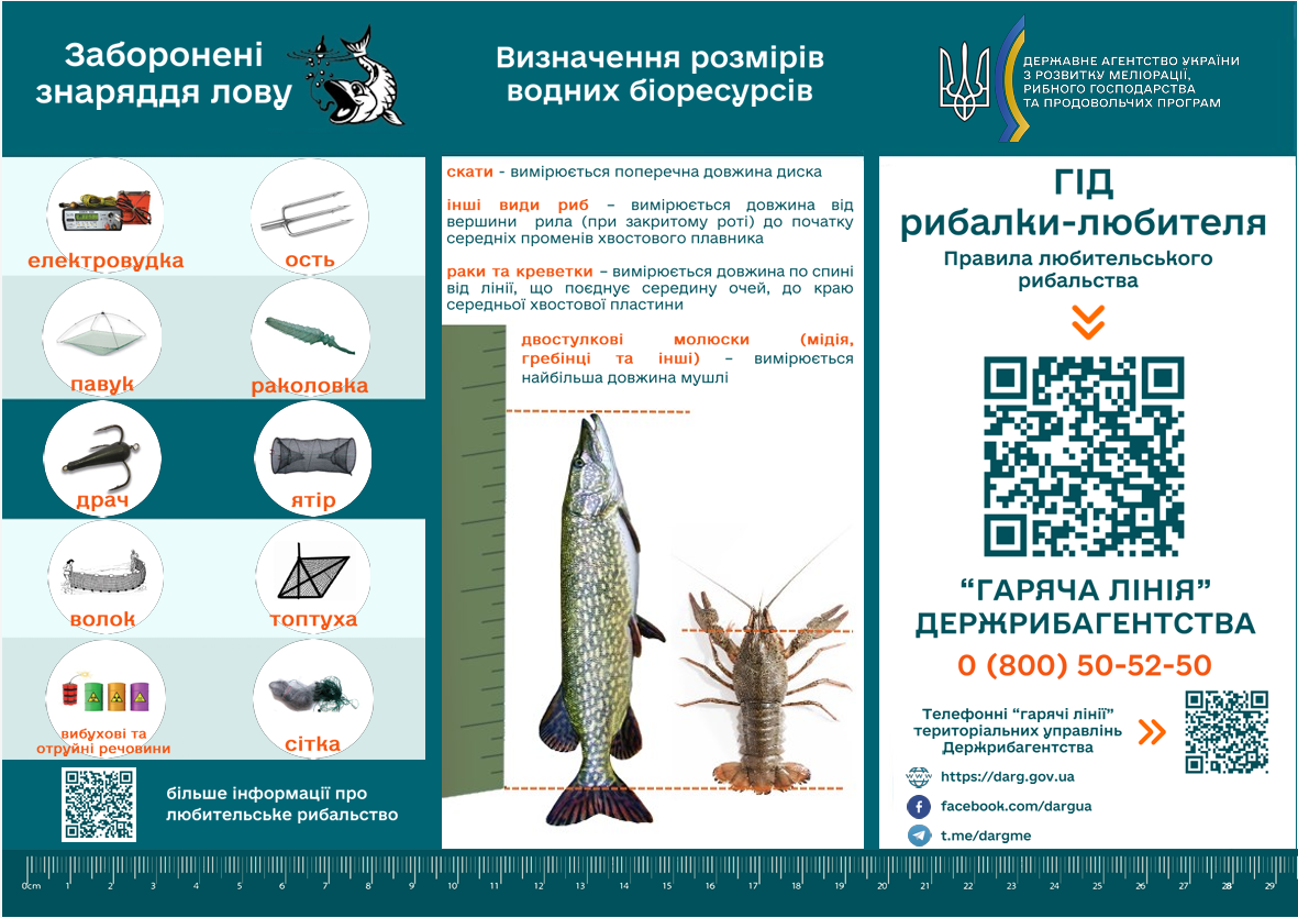 Розмір малий, а штраф великий. Яку рибу ловити в Україні насправді заборонено
